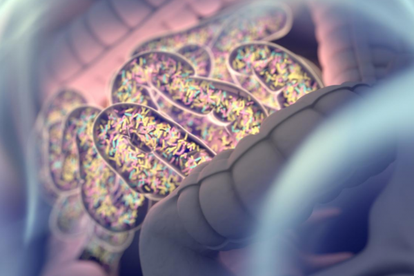 Gut Bacteria Affect on weight DrivenFit SWS